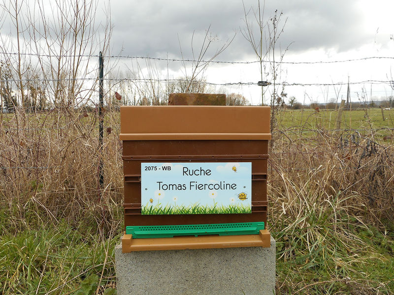 La ruche Tomas Fiercoline